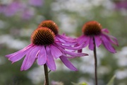 15th Aug 2021 - Corps d'echinacea