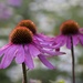 Corps d'echinacea by helenhall