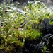 A very different type of moss... by robz