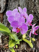 15th Aug 2021 - Orchids on a Tree