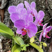 Orchids on a Tree by k9photo