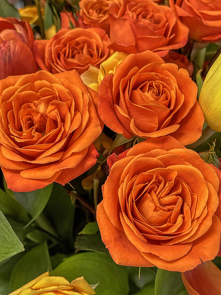 Orange Roses by k9photo