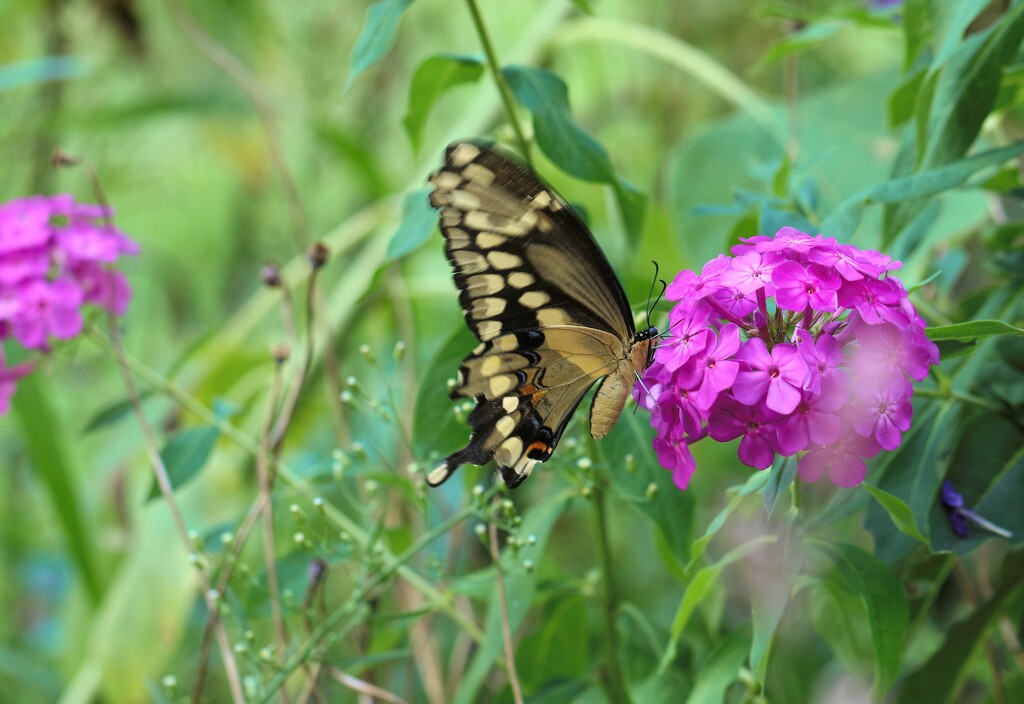 Swallowtail by lynnz