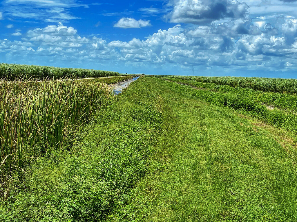 Sugar Cane Fields by k9photo