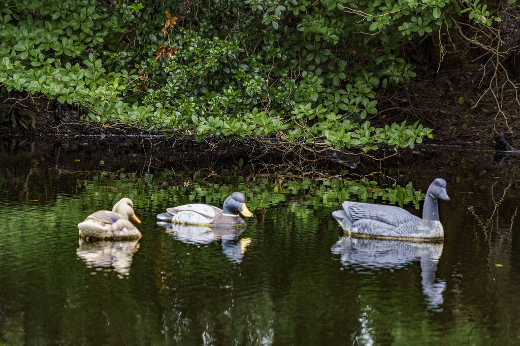 Duck Decoys by k9photo