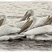 White Pelicans by pixelchix