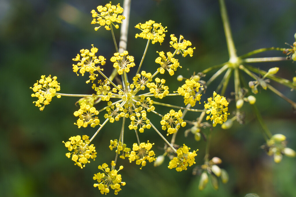 Fennel by k9photo