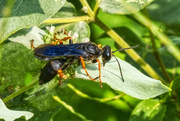 17th Aug 2021 - Katydid Wasp