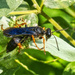 Katydid Wasp by k9photo