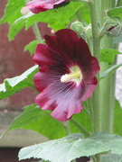 23rd Jul 2021 - Getting closer to the Hollyhock