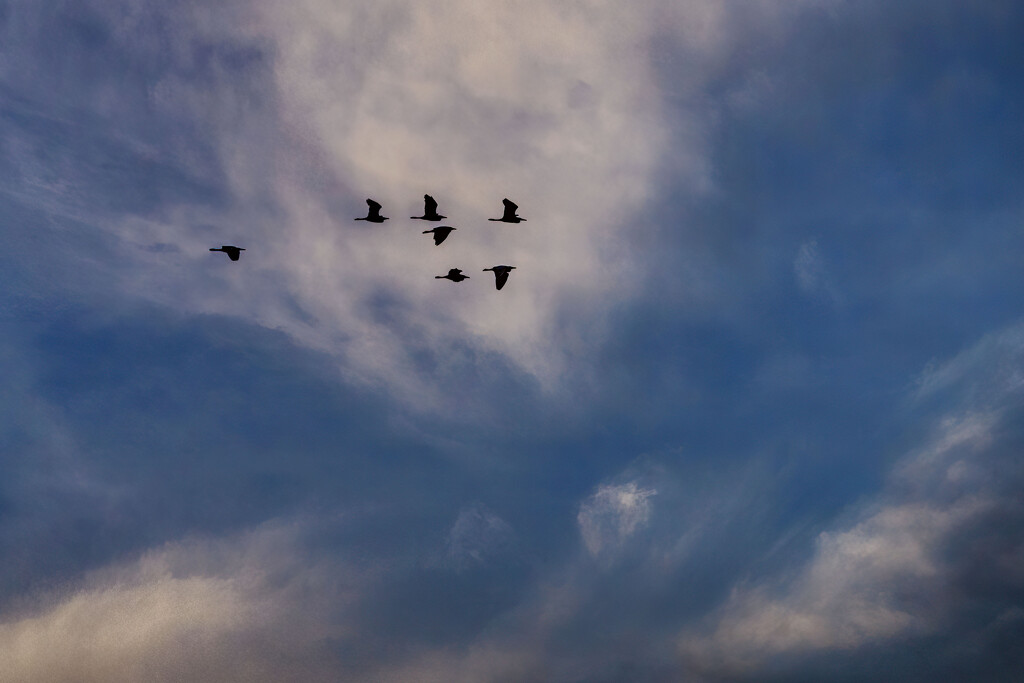 Flying Away by kvphoto