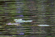 16th Aug 2021 - Lily Pads