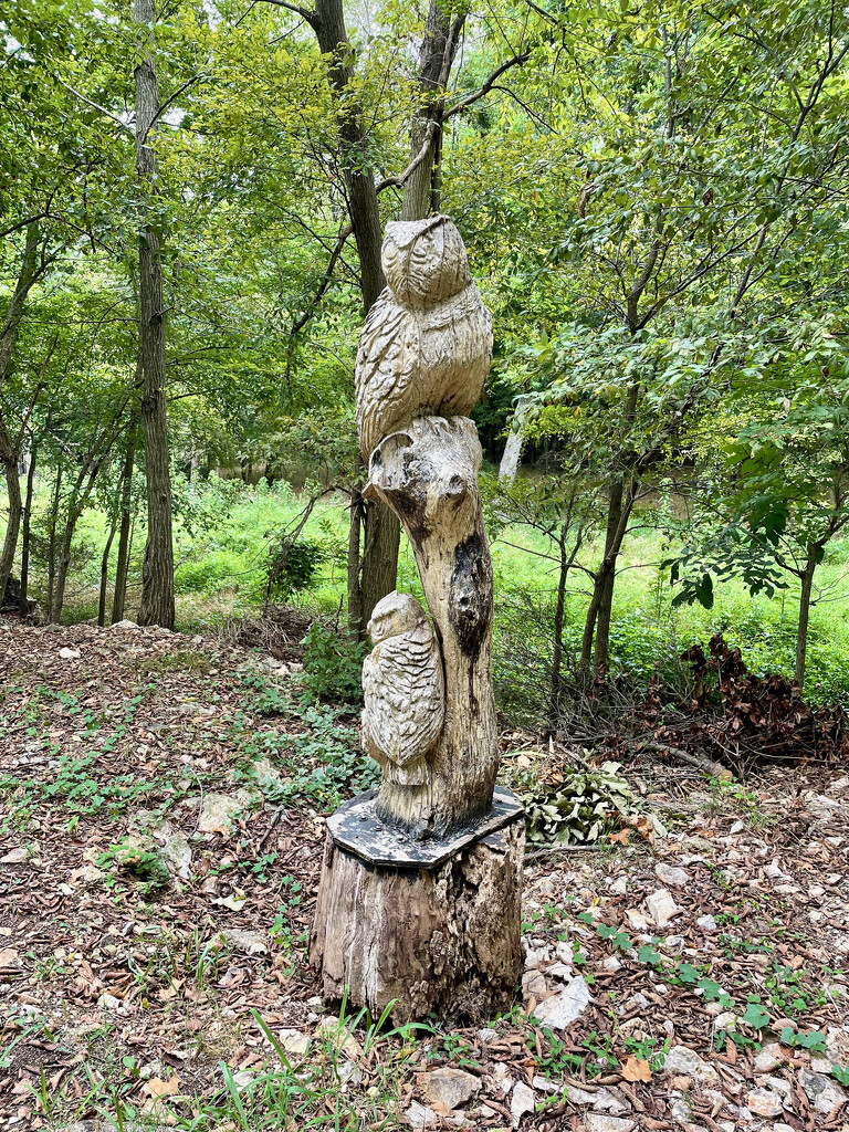 Wooden Owls  by samae