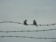 17th Aug 2021 - Two Birds on Wire
