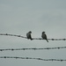 Two Birds on Wire by sfeldphotos