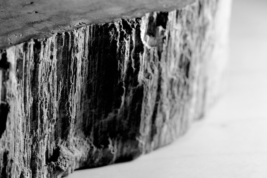 Petrified Wood by ryan161