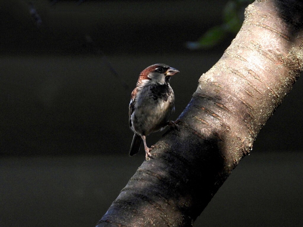 sparrow portrait2 by amyk