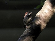 17th Aug 2021 - sparrow portrait2