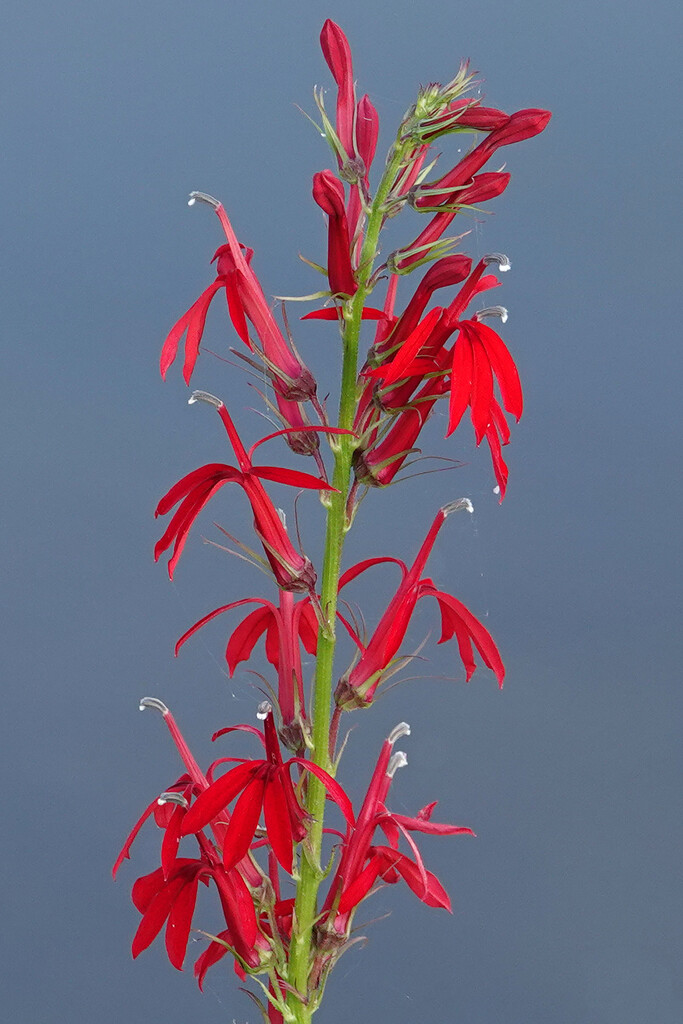 Cardinal Flower by annepann