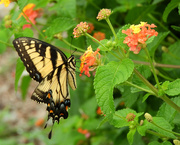 17th Aug 2021 - Yellow swallowtail on lantana
