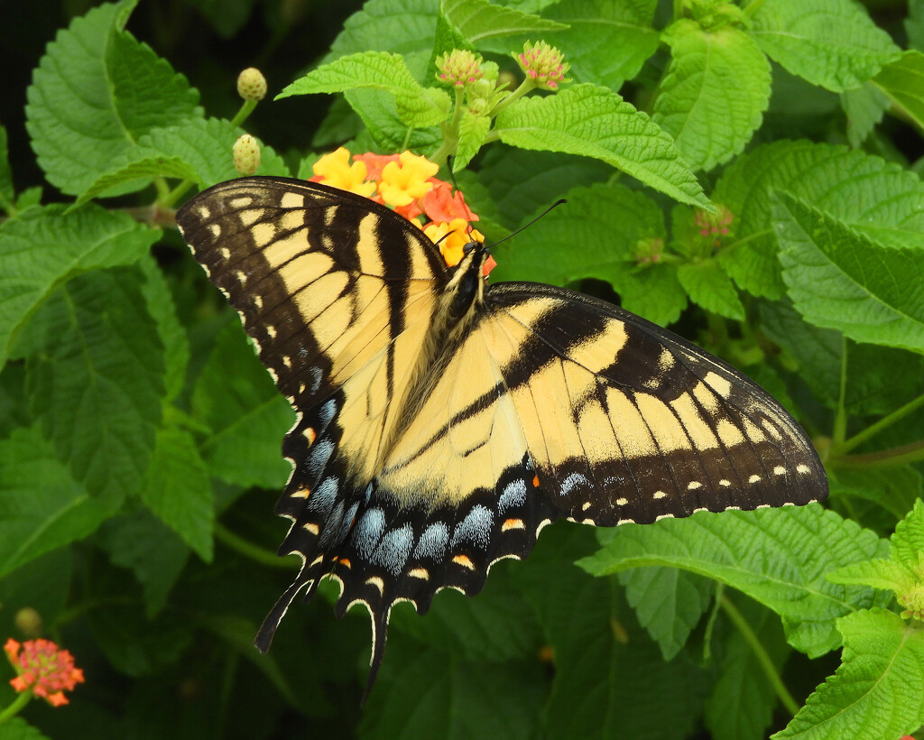 Yellow swallowtail by homeschoolmom
