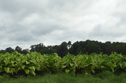17th Aug 2021 - Cloudy tobacco field