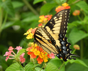 16th Aug 2021 - Yellow swallowtail butterfly