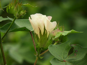 16th Aug 2021 - Cotton flower
