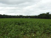 16th Aug 2021 - Cotton bloomin' field
