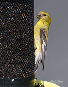 17th Aug 2021 - ~Gold Finch~