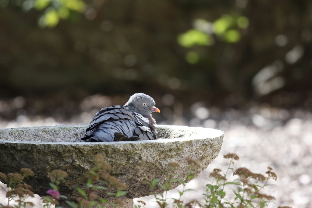 Pigeon Bathtime by jamibann