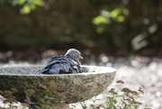 18th Aug 2021 - Pigeon Bathtime