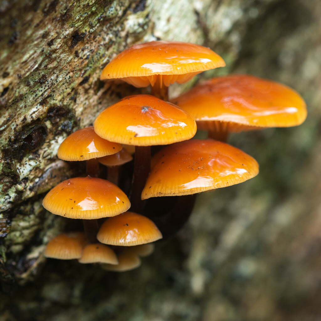 Mushrooms in the Garden by yaorenliu