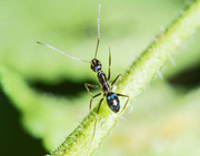 17th Aug 2021 - Ant on leaf stalk