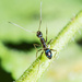 Ant on leaf stalk by ianjb21