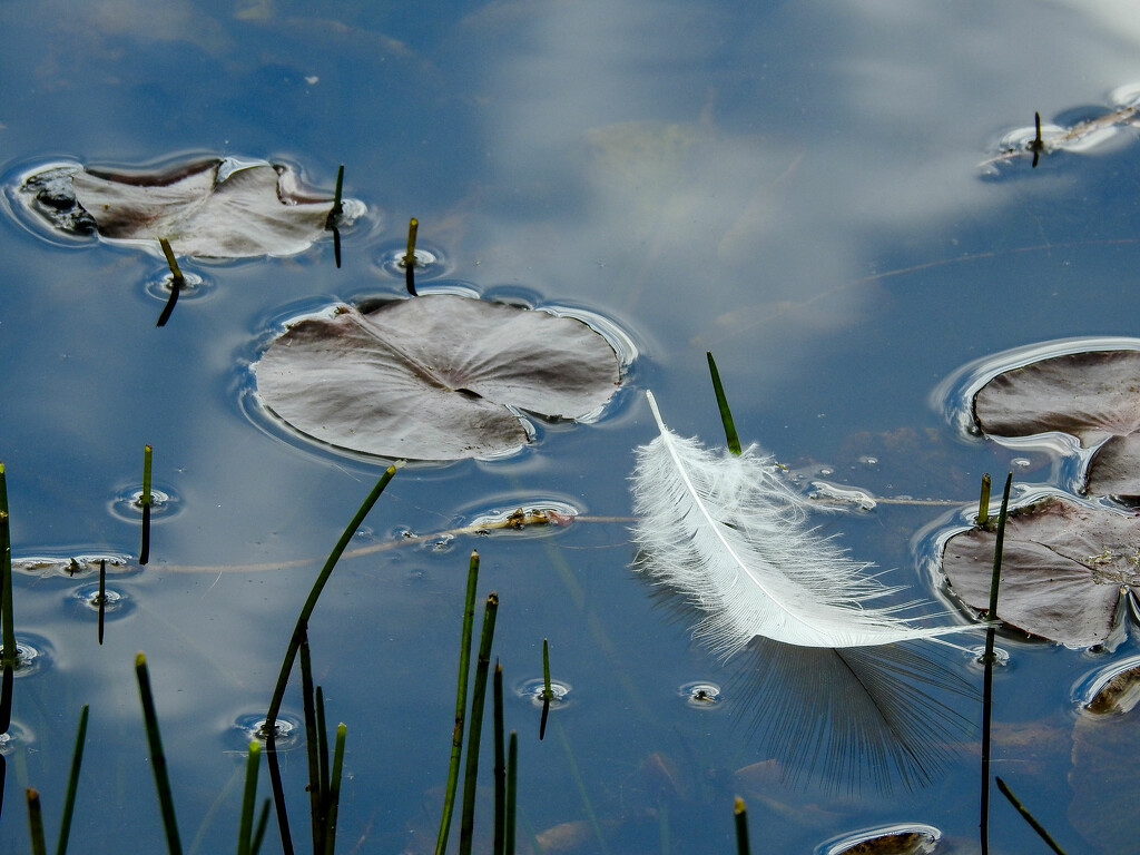 Floating feather by jeneurell