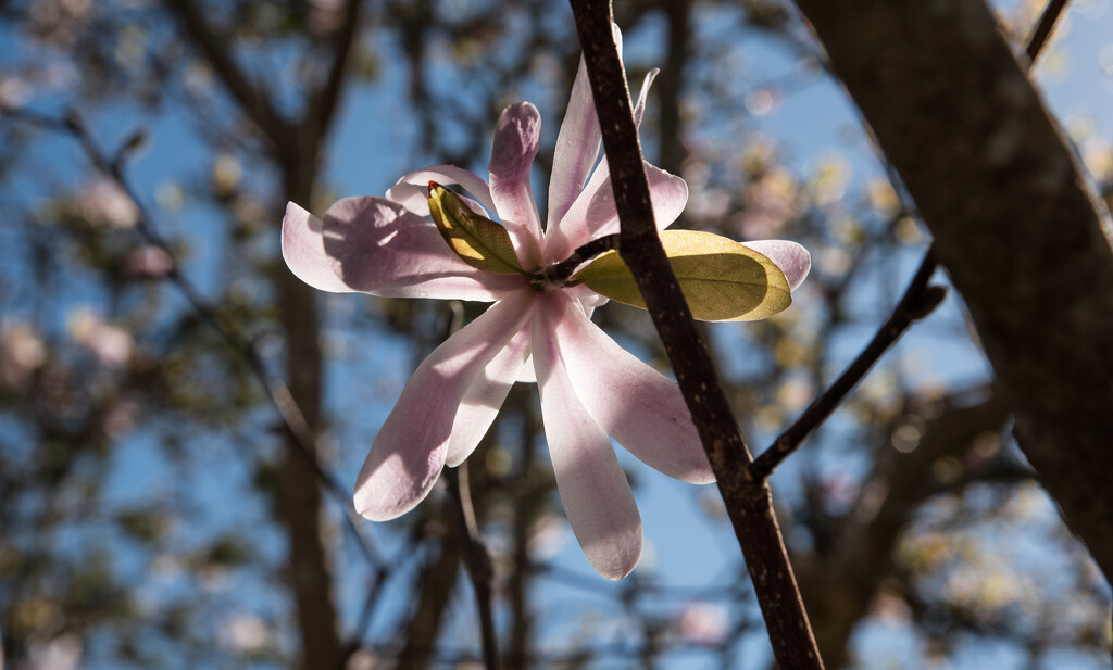backlit magnolia by brigette