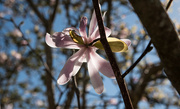 19th Aug 2021 - backlit magnolia
