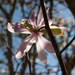 backlit magnolia by brigette