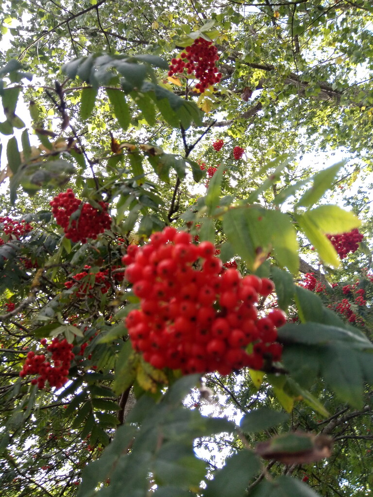 Summer.. squirrel eyed view of Rowan berries by 365projectorgjoworboys