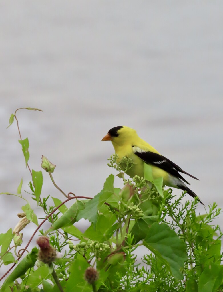 Goldfinch by the beach  by kimhearn