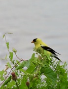 18th Aug 2021 - Goldfinch by the beach 