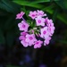 Purple blooms by dawnbjohnson2