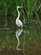 18th Aug 2021 - The Egret