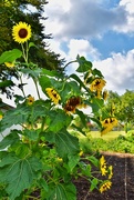 18th Aug 2021 - The community garden sunflowers
