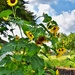 The community garden sunflowers by louannwarren