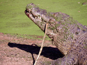 18th Aug 2021 - Never Smile At An Australian Saltwater Crocodile _8181808