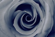 17th Aug 2021 - rose swirl