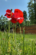 15th Jun 2021 - June 15th poppies cropped