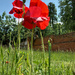 June 15th poppies cropped by valpetersen